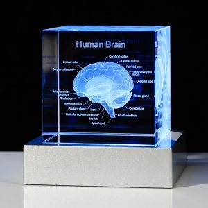 Best 3d Brain Model Graduation Gift With Led Base