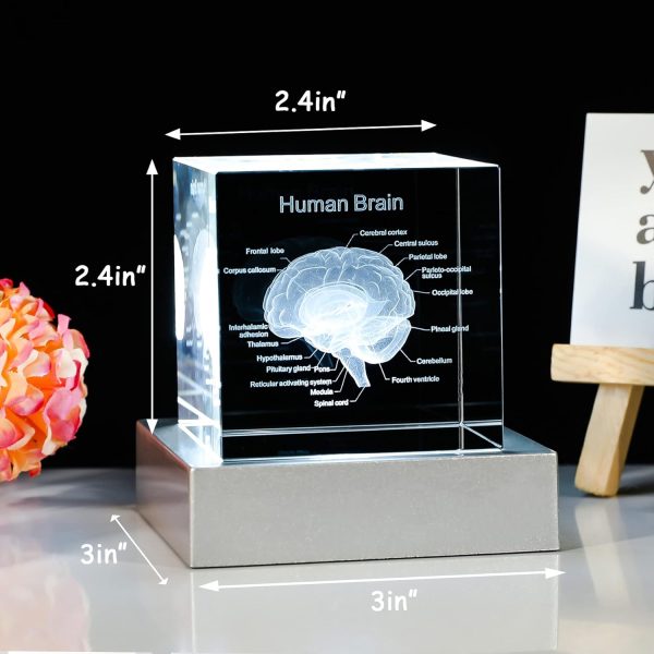 Best 3d Brain Model Graduation Gift With Led Base - Image 2