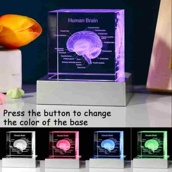 Best 3d Brain Model Graduation Gift With Led Base - Image 3
