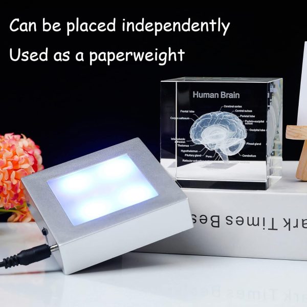 Best 3d Brain Model Graduation Gift With Led Base - Image 4