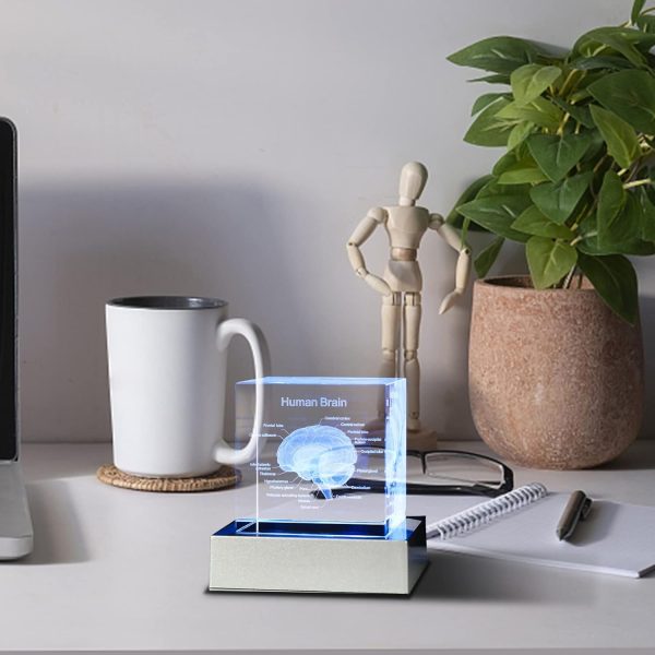 Best 3d Brain Model Graduation Gift With Led Base - Image 6