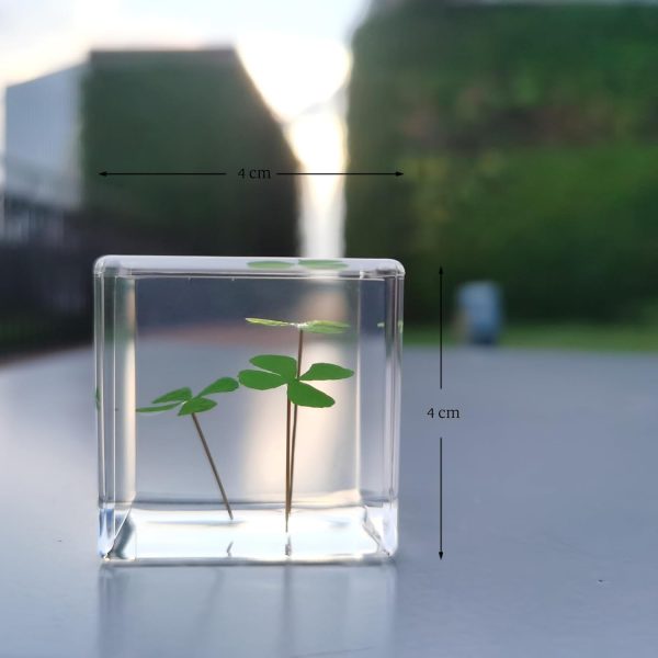 Best 3d Clover Acrylic Paperweight - Good Luck Desk Decor - Image 2