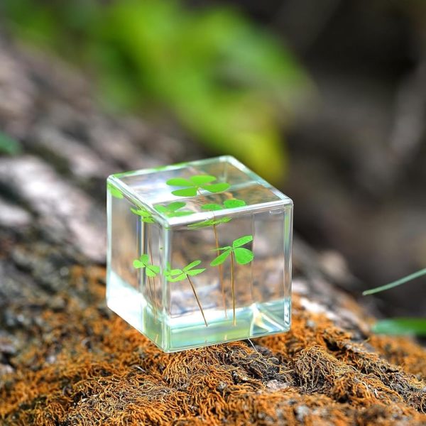Best 3d Clover Acrylic Paperweight - Good Luck Desk Decor - Image 5