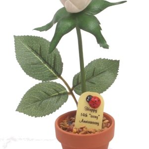 Justpaperroses 14th Anniversary Ivory Rose Gift - 7-inch Potted