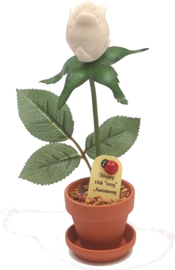 Justpaperroses 14th Anniversary Ivory Rose Gift - 7-inch Potted