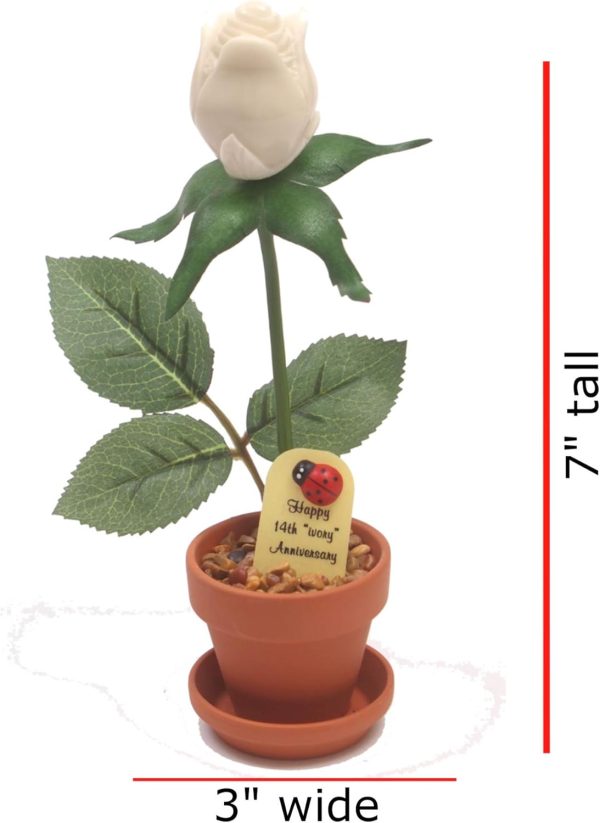 Justpaperroses 14th Anniversary Ivory Rose Gift - 7-inch Potted - Image 2