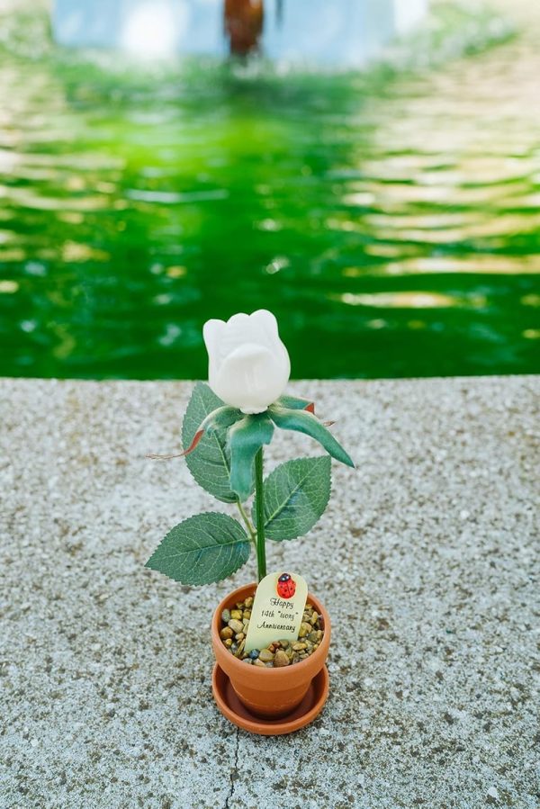 Justpaperroses 14th Anniversary Ivory Rose Gift - 7-inch Potted - Image 3