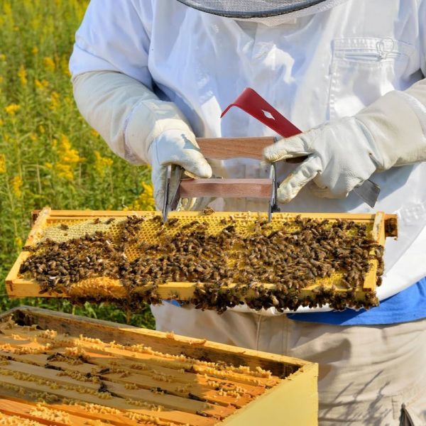Best Beekeeping Starter Kit For Beginners - 9 Essential Tools - Image 3