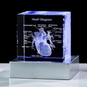 Best 3d Heart Model Crystal Surgeon Gifts