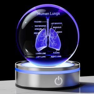 Best 3d Human Lung Model Crystal Ball - Perfect Doctor Gift