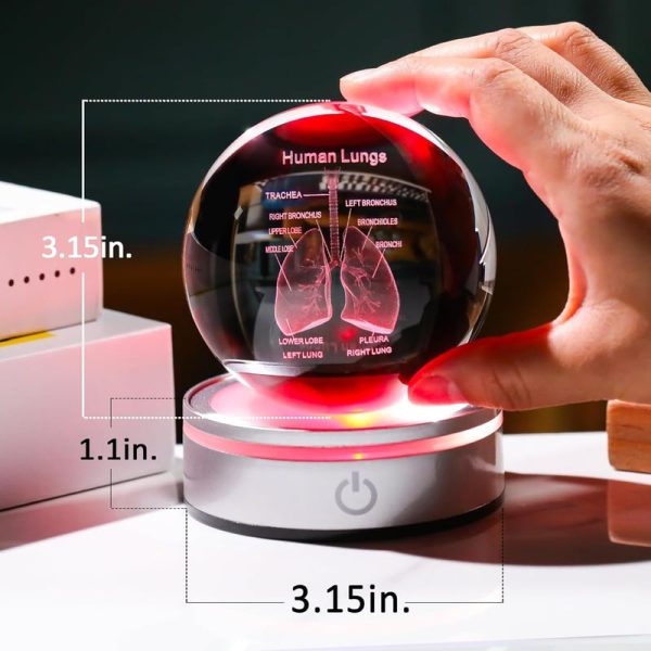 Best 3d Human Lung Model Crystal Ball - Perfect Doctor Gift - Image 2