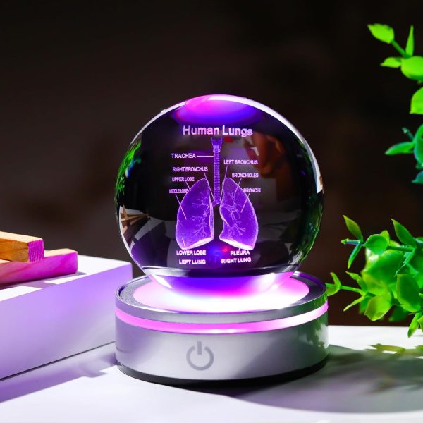 Best 3d Human Lung Model Crystal Ball - Perfect Doctor Gift - Image 3