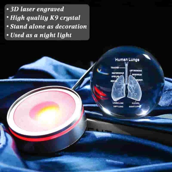 Best 3d Human Lung Model Crystal Ball - Perfect Doctor Gift - Image 5