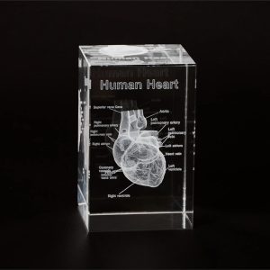 Best 3d Heart Crystal Model For Cardiology Gifts